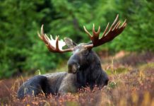 are moose dangerous