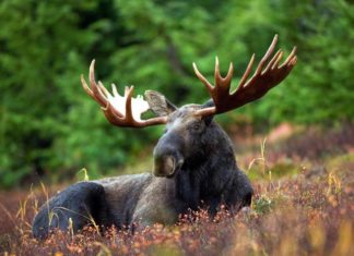 are moose dangerous