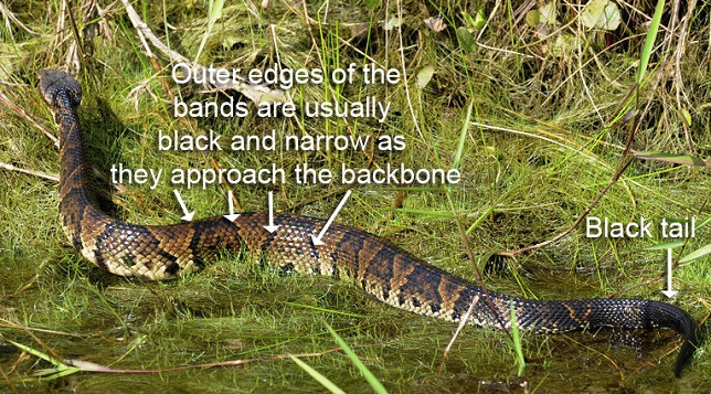 cottonmouth water moccasin