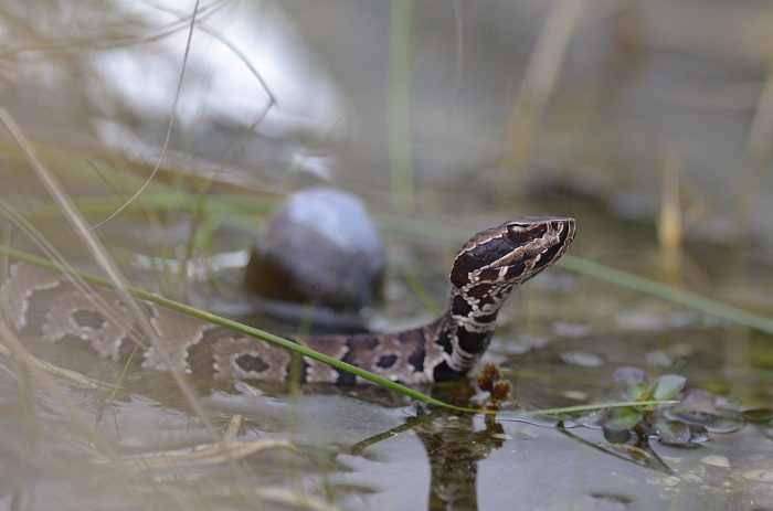 how to identify a water moccasin