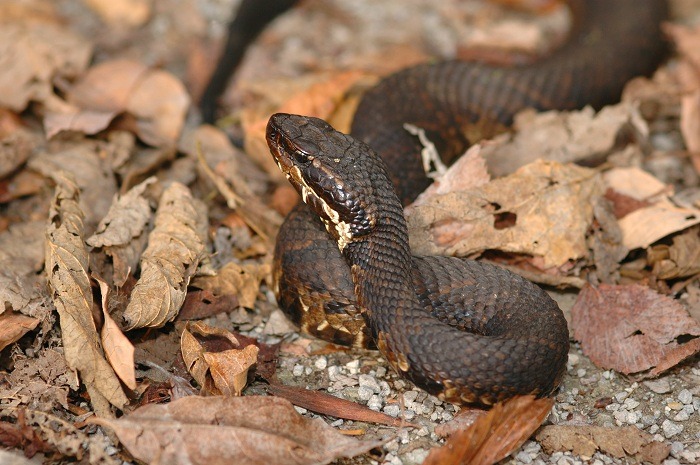 how to identify a water moccasin