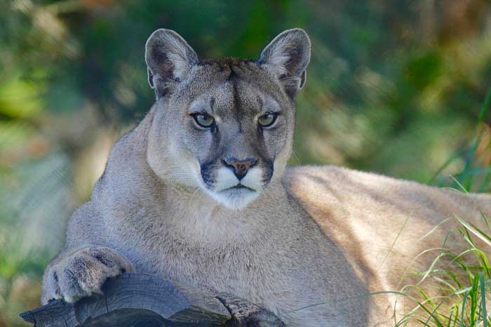 what to do if you see a mountain lion